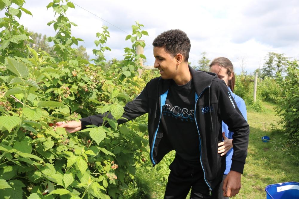 Zac fruit picking with the support of his OT