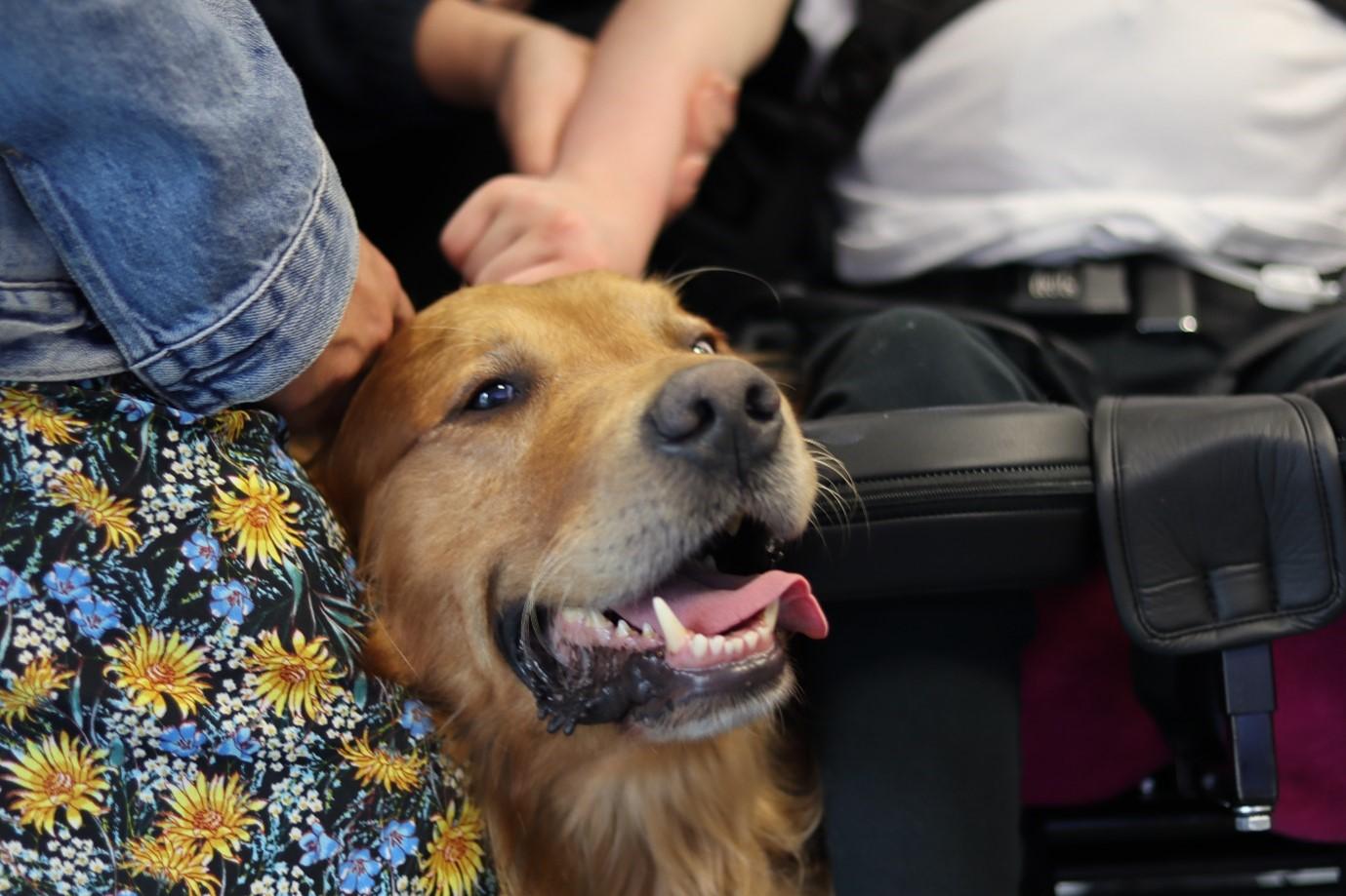 Pets As Therapy dog Mac being stroked by a child in a wheelchair